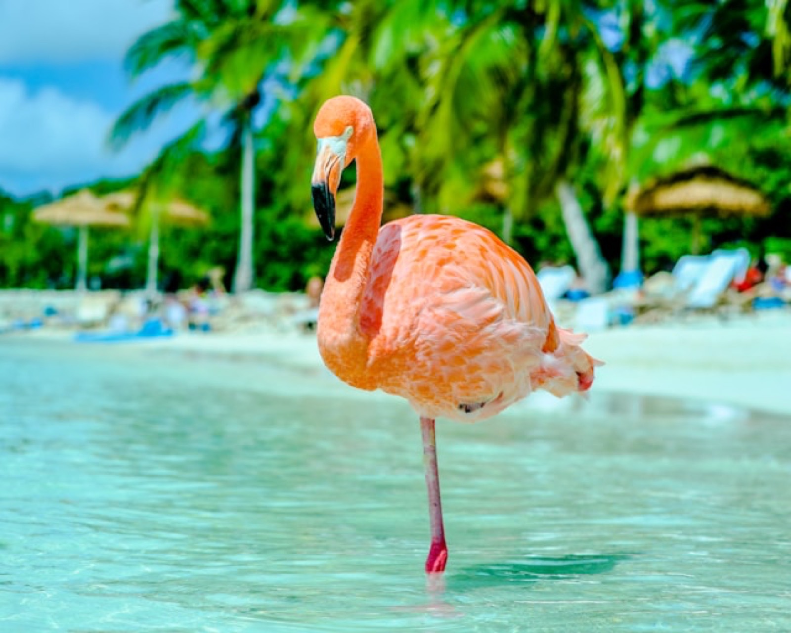 Flamenco rosado en el agua frente a una playa de Aruba
